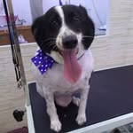 meimei_bordercollie profile picture