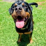 meisha_the_rottweiler profile picture
