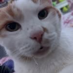 melancholymeows profile picture