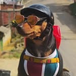 mel_rodrigues_pet profile picture