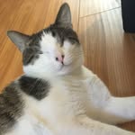 melvintheblindcat profile picture