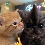 melxw_kj profile picture