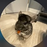 memechinchillaa profile picture