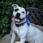 memphis_loves_liam profile picture
