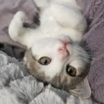 menchiethecat profile picture