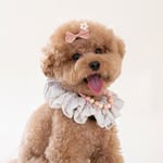 mengmengdaily_ profile picture