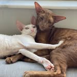 meoandsirius profile picture