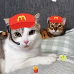 meowbysheep profile picture