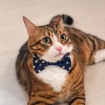 meowcatfaruk profile picture