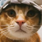 meow__cerberus profile picture