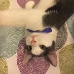 meowimrizzo profile picture