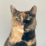 meow_its_polly profile picture
