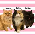 meownaging_directors profile picture