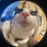 meow_og_cat profile picture