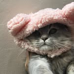 meows_famm profile picture