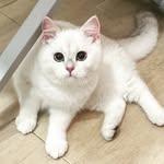 meow_snowbabe profile picture