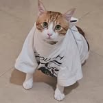 meowwwjai profile picture