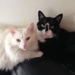 meow_york_kitties profile picture