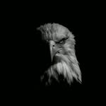 mer.ekpek profile picture