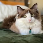 meredith.ragdoll.cat profile picture