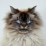 merlinragdoll profile picture