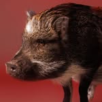 merlinthepig profile picture