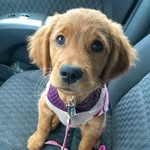 merlot_the_golden profile picture