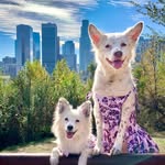 mermaidpup profile picture