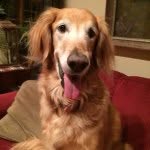 mermerthedog profile picture