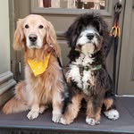 metromuttsnyc profile picture