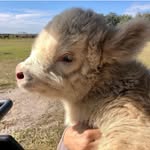 mfarmsflorida profile picture