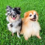 mia.pippa.poms profile picture