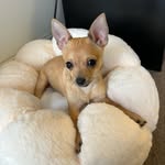 miaathechi profile picture