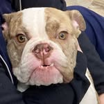 miapiathebulldog profile picture