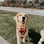 mia_thegoldenr profile picture