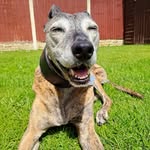 miatherescuelurcher profile picture