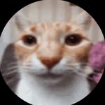 micaelajlamas profile picture