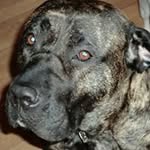 michel.koppen profile picture