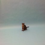 michellelikescats profile picture