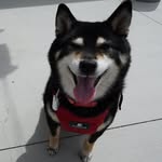 michiko_shiba profile picture