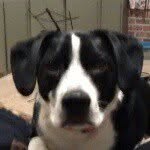 mickey_the_dog1230 profile picture