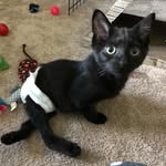 mickeythemanxkitty profile picture