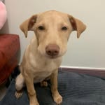 mic_mic_puppy profile picture