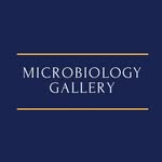 microbiologygallery profile picture