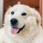 midwest.floofs profile picture