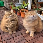 miesthecat profile picture