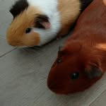 mighty_guinea_pigs profile picture