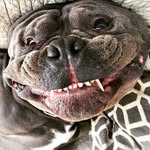mightysherman profile picture