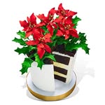 mihcakes profile picture