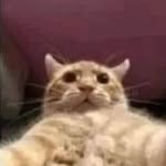 mii_lyt profile picture